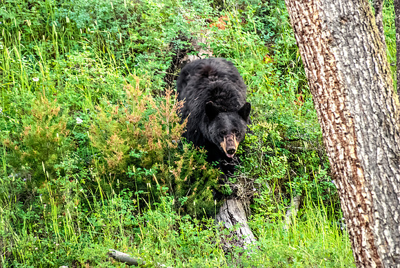 (�2012) "Rosie" (Black Bear sow and two cubs)
