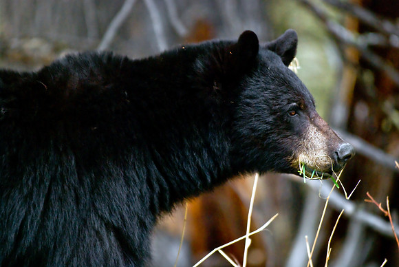 (�2010) Black Bear