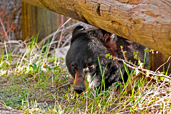 (�2010) "Rosie" (Black Bear sow and cub)