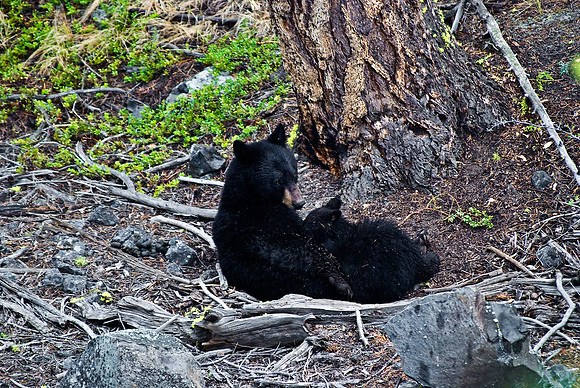 (�2010) "Rosie" (Black Bear sow and cub)