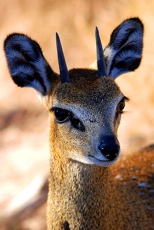Klipspringer