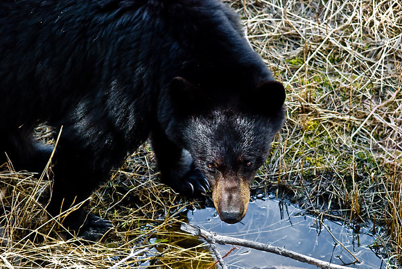 (�2010) Black Bear