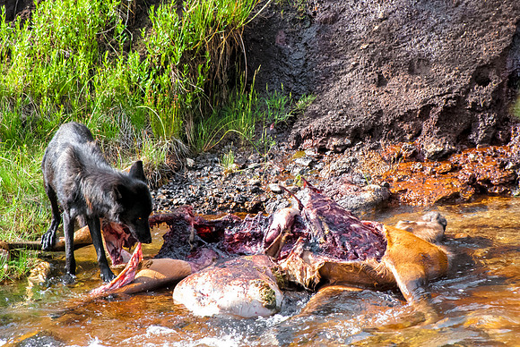 (�2012) Grey Wolf (Canyon Pack)
