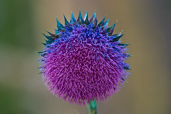 (�2009) Pincussion Flower