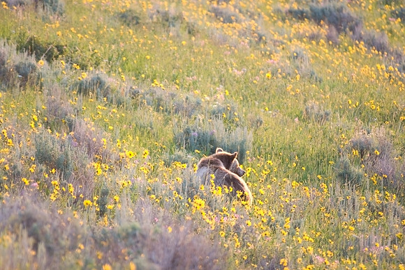 (�2009) Grizzly Bear (Juvenile)